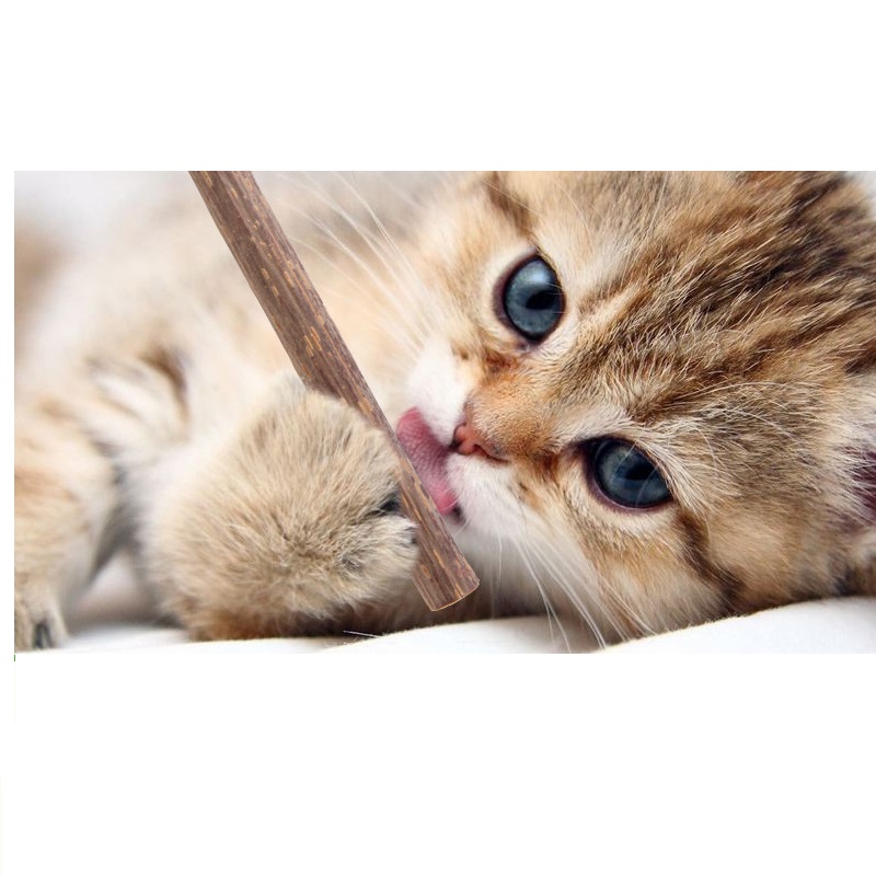 5pcs/lot Natural Catnip Cat Molar Stick For Cats Silvervine Teeth Cleaning Treating Cat Mint Menthol Excited Cat Free Shipping